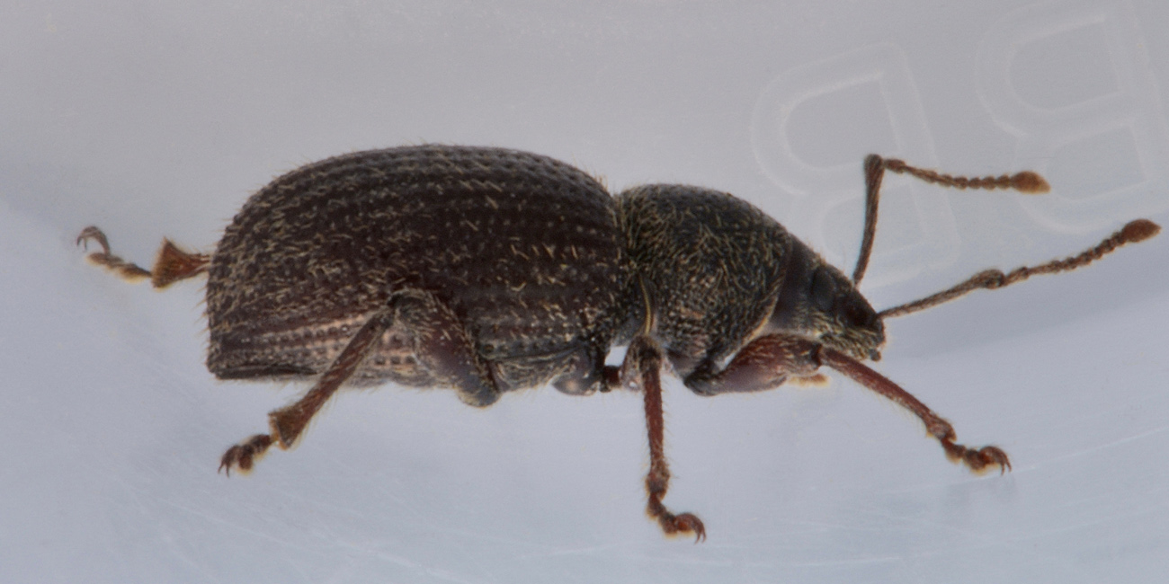 Curculionidae: Otiorhynchus indefinitus?  S !